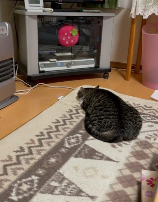 平べったくなる猫