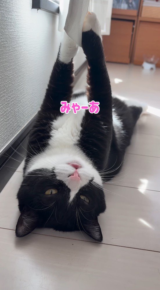 女性を見て声をあげる猫