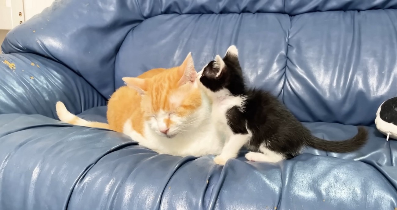 むぎくんとロアちゃんソファの写真