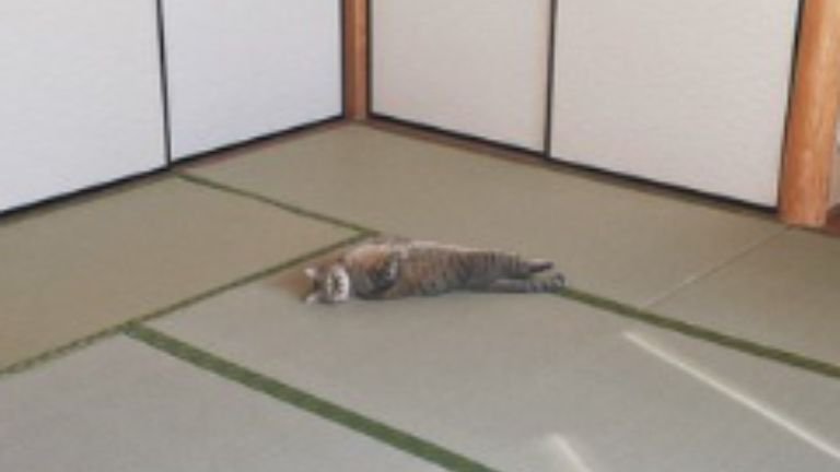 和室で寝転がっている猫