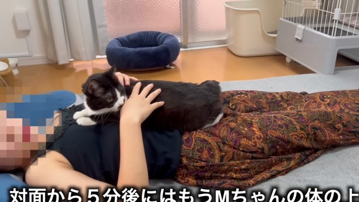 体に乗る猫