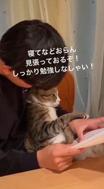 顔をのぞき込まれて目を開く猫