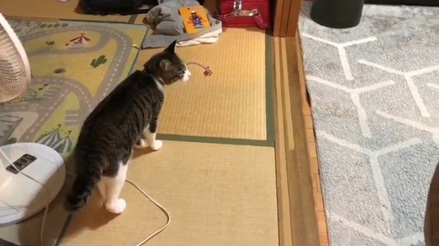 隣の部屋を見る猫