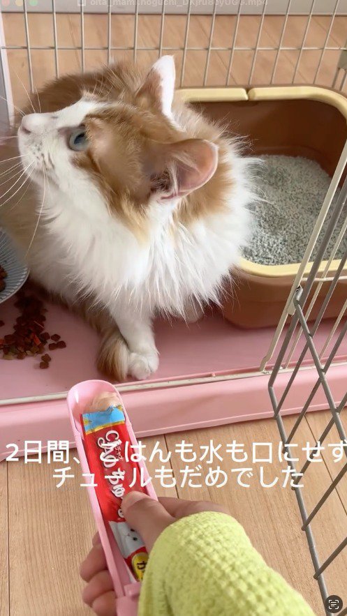 差し出されたおやつから顔を背ける猫