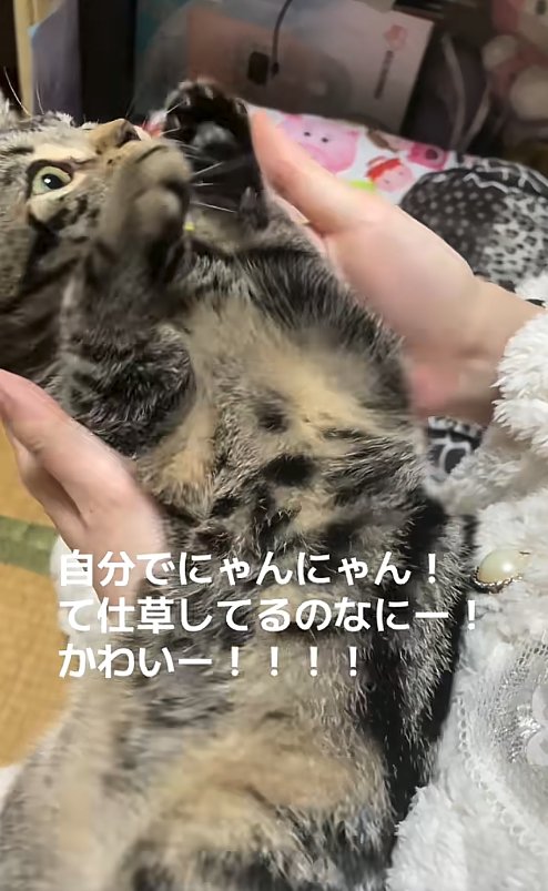 飼い主の顔を見つめながら両前足を前に出している猫