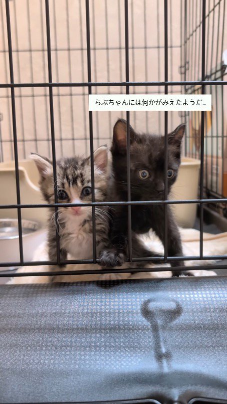 遠くを見つめて動きを止める黒猫