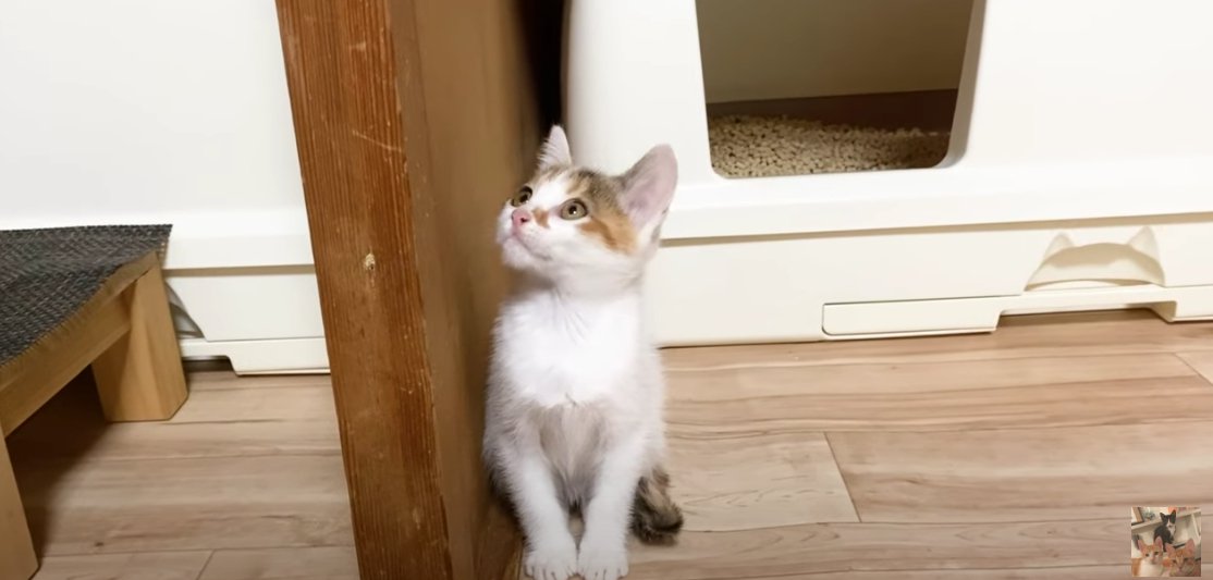 床に座って上を見る三毛の子猫