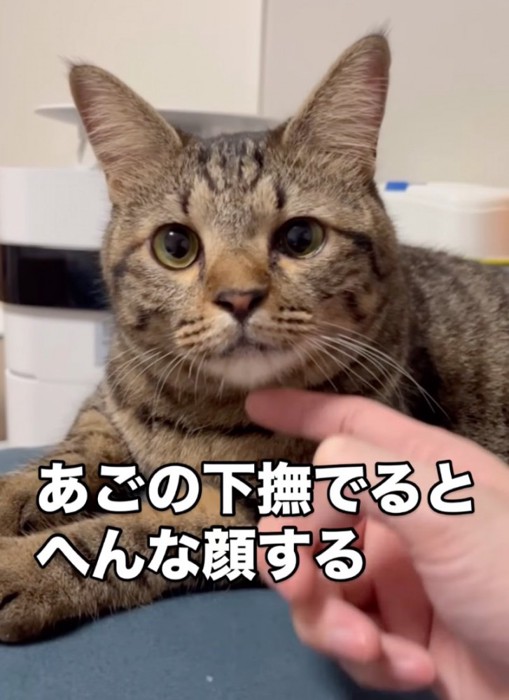 ジーッと飼い主さんを見つめる猫さん