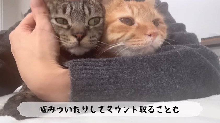 抱っこされる2匹の猫