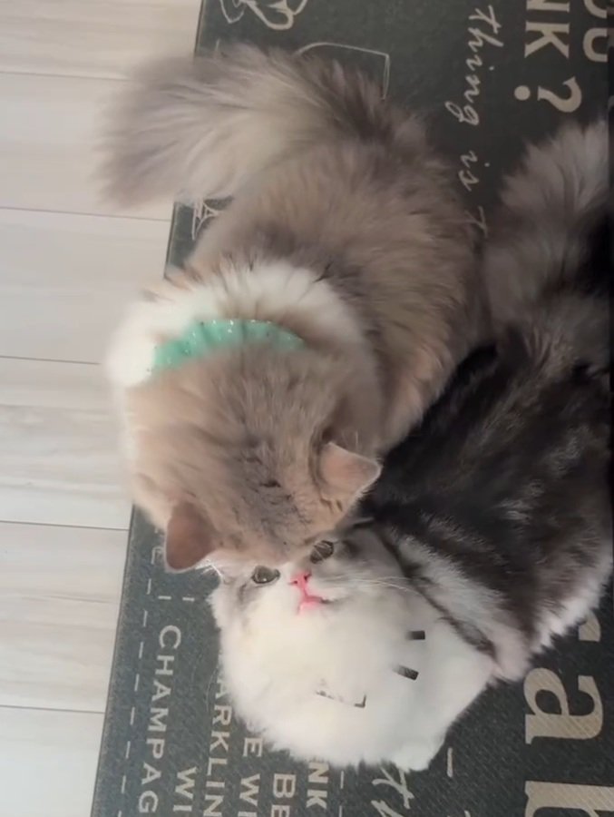 見つめ合う2匹の猫