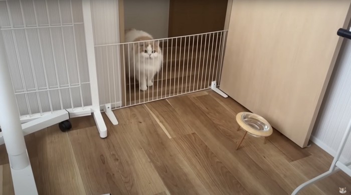 柵の向こうからのぞく猫