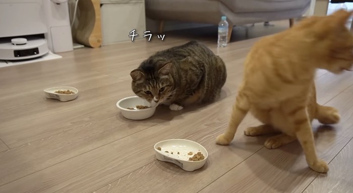 盗み食いを企んでいます