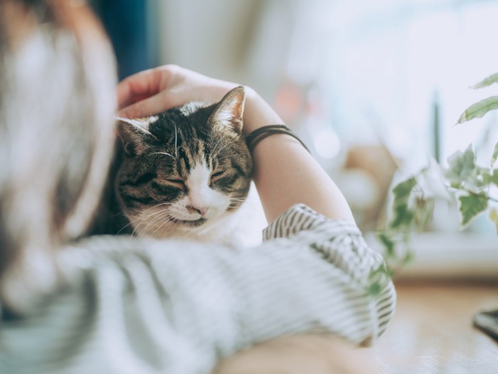 人と猫