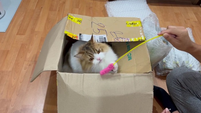 箱の中に入って遊ぶコロタ