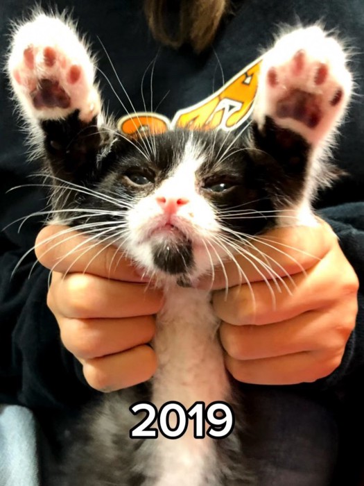 バンザイする子猫