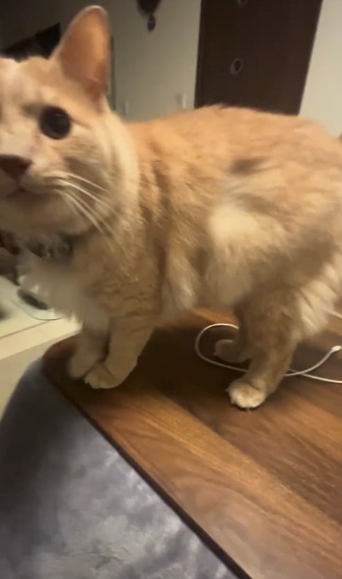 テーブルの上に立って顔が半分見切れている猫