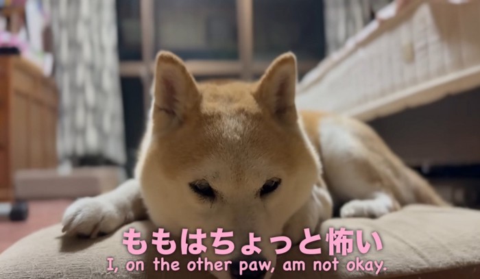 座布団の上でくつろぐ柴犬