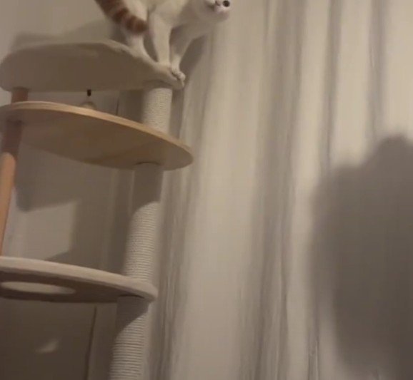 飼い主さんの影とぽにおくん