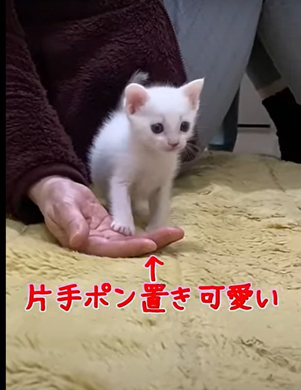 片手を置くハクちゃん
