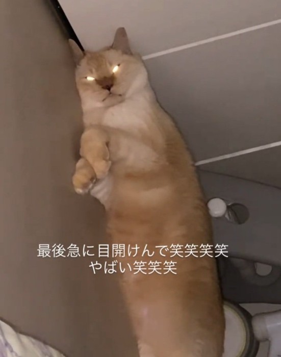 目が光るここちゃん