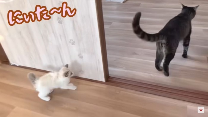 猫を追いかける子猫