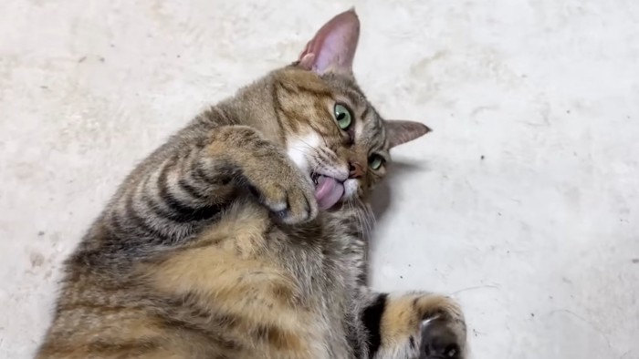 舌を出して寝転ぶ麦わら猫