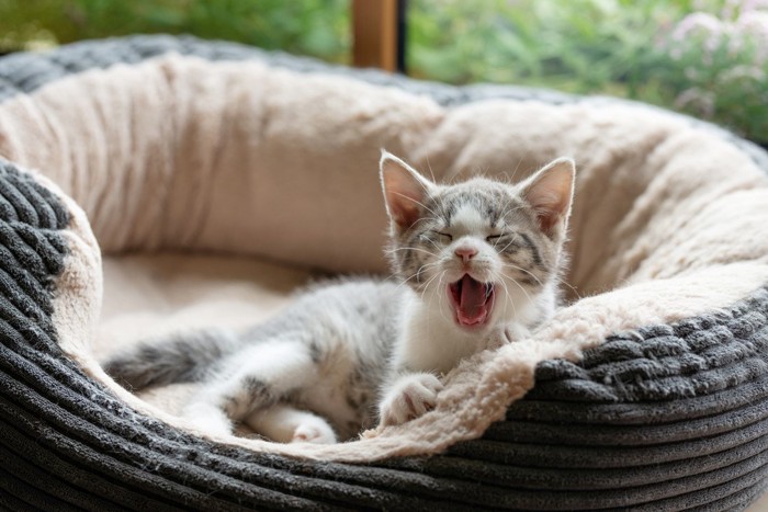 猫ベッドであくびをする子猫