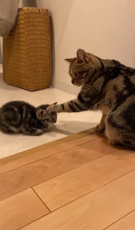 向かい合う2匹の猫