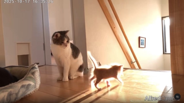 階段に近づいていく子猫