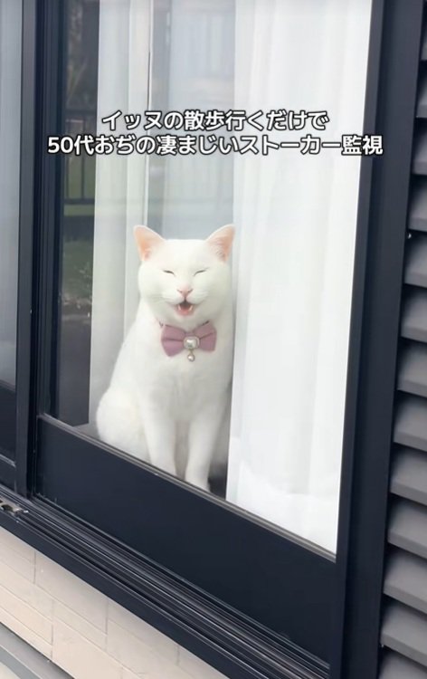 文句を言う猫