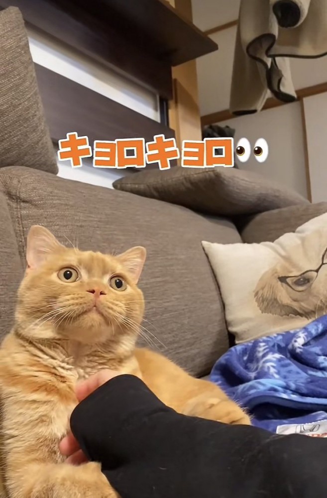 パパさん帰宅の音に驚くスコティッシュフォールド