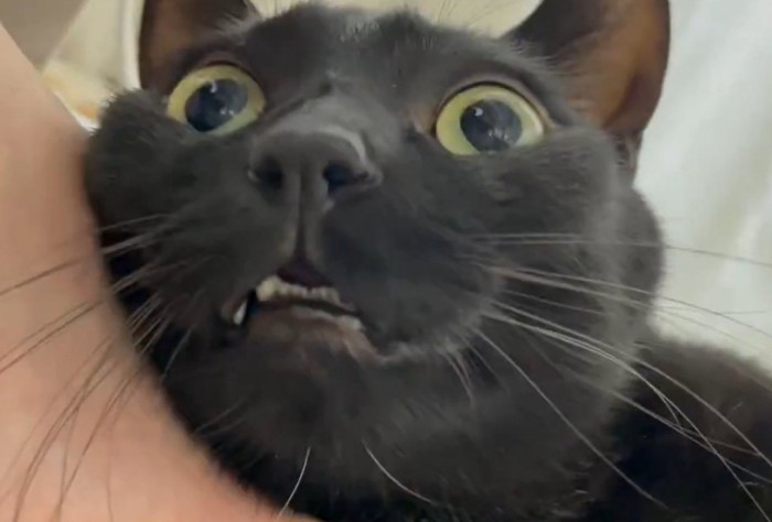 上を見る猫の下からのアングル