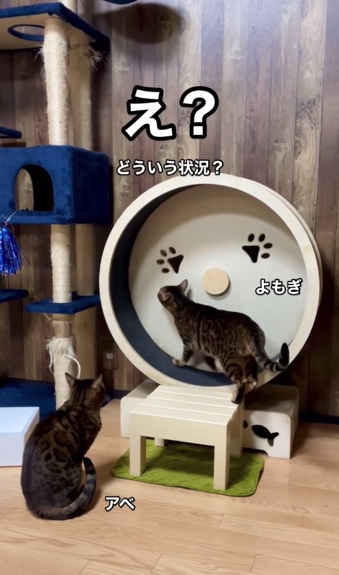 キャットホイールに上半身だけ入れている猫を正面から見守る猫