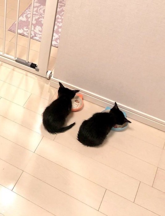 ごはんを食べる子猫たち