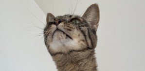 上を向く猫の顔