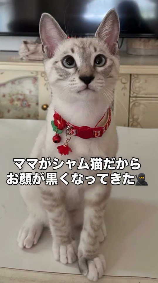 お座りをして飼い主を見つめる猫