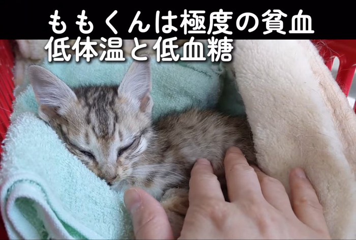 なでられる子猫