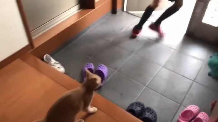 玄関を出る息子さんの足とお見送りする猫ちゃんの後ろ姿