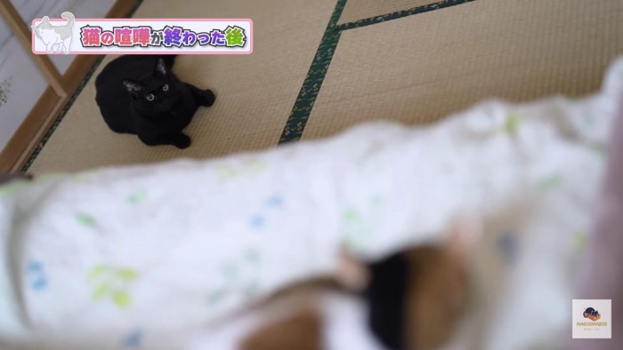 ソファの三毛猫、畳の黒猫