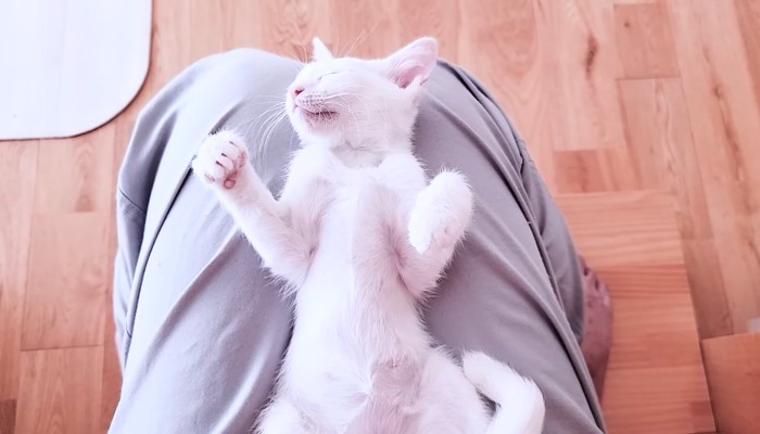 ヘソ天で熟睡中