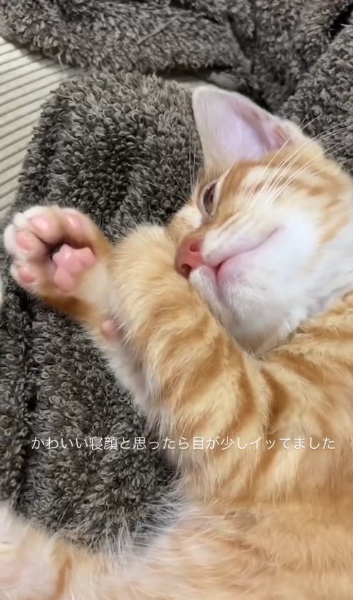 毛布の上で丸くなっている子猫（目が半分開いている角度）