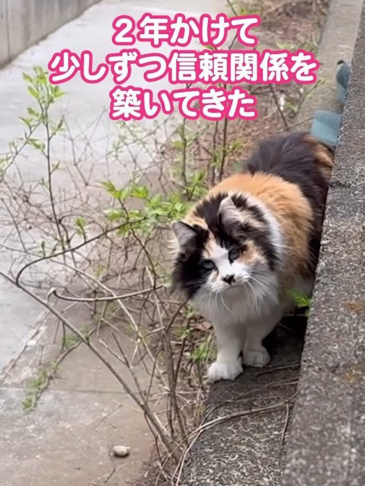 コンクリートの上に立つ猫