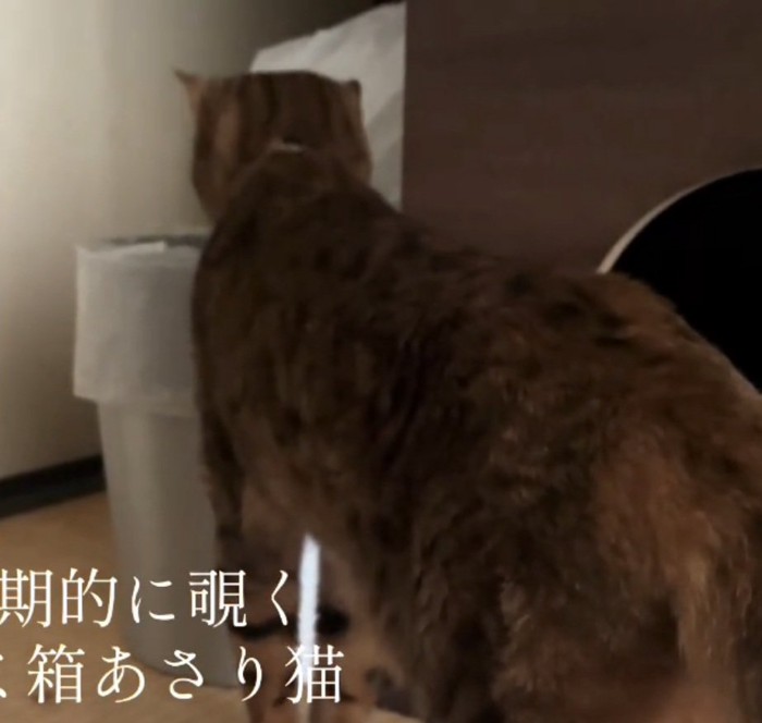 別日にもゴミ箱を漁る猫