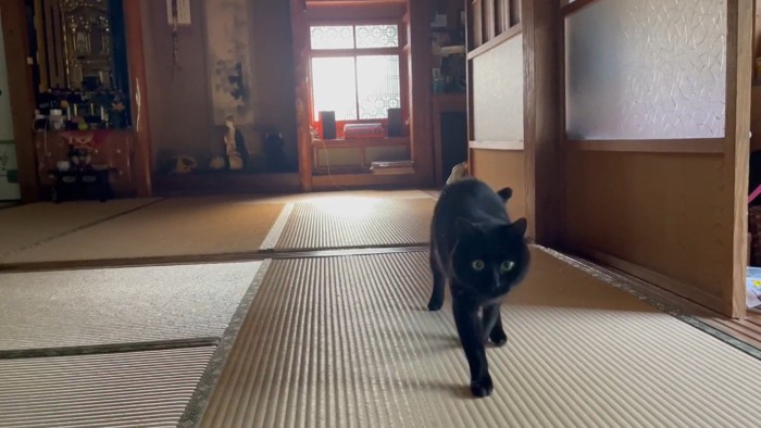 右前足を前
