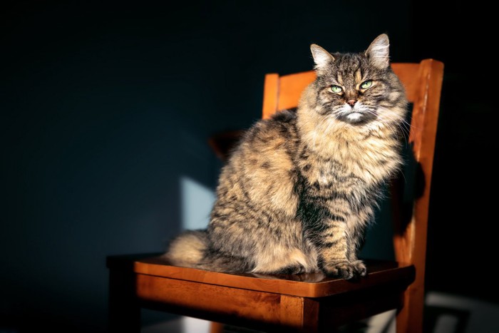 椅子に座っている猫