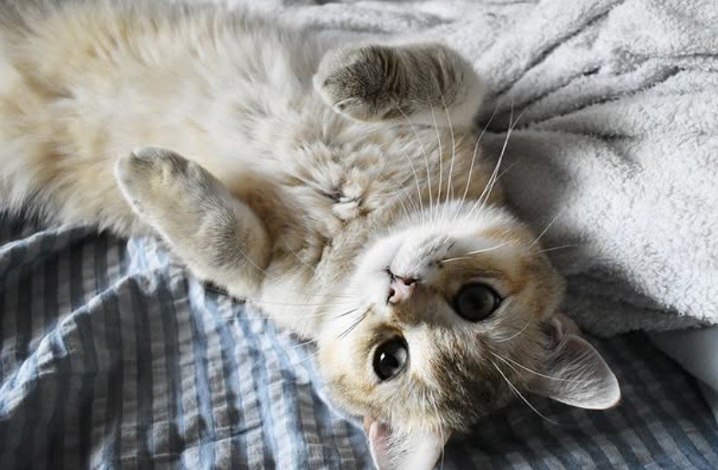 寝転んでいる猫