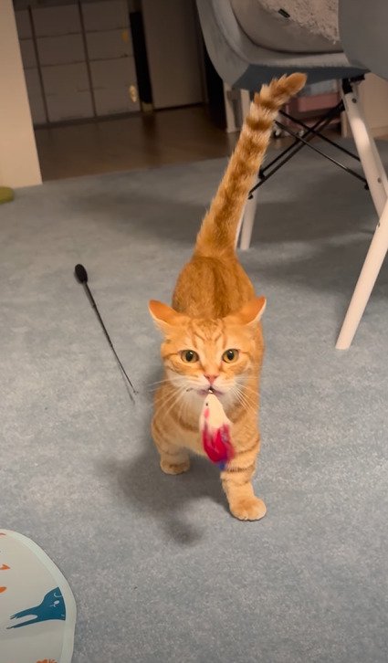 飼い主さんのすぐ近くまでネズミのおもちゃを運んできたらむくん
