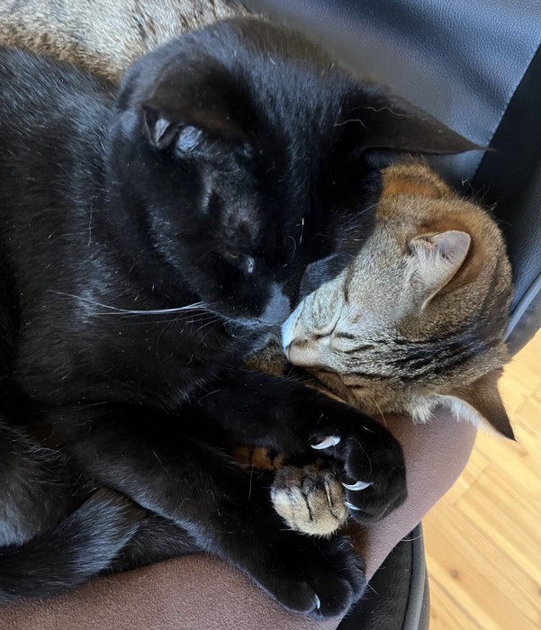くっついて寝る2匹の猫