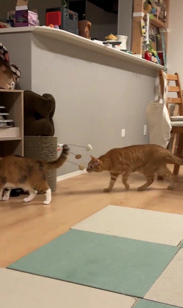 きなこちゃんに近づくにゃん太くん