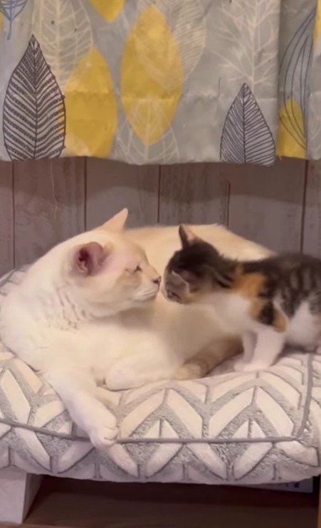 モナカちゃんとソルくん